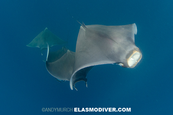 Lesser Devil Ray or Atlantic ray pictures of Mobula hypostoma atlantic devil ray diagram 